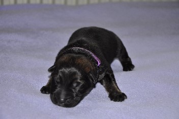 h�ndin lila halsband 21.09.2013 - 1