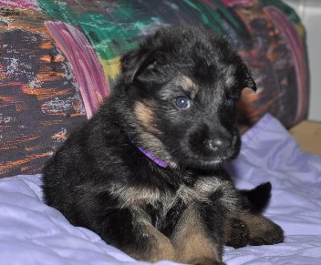h�ndin lila vier wochen alt 16.02.2013  - 20