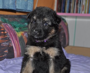 h�ndin lila vier wochen alt 16.02.2013  - 21