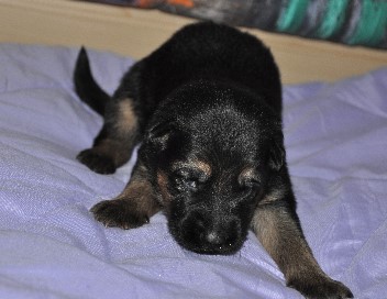 h�ndin rosa 04.10.2011 2 wochen alt - 2