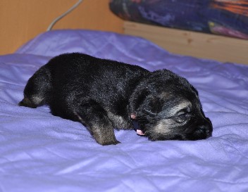 h�ndin rosa 2 wochen alt 02.02.2013 - 23