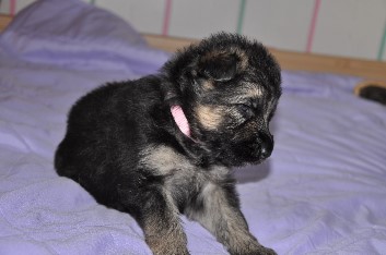 h�ndin rosa 3 wochen alt 09.02.2013 - 30