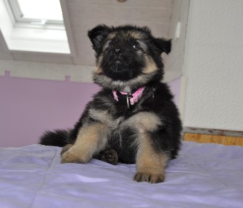 h�ndin rosa 6 wochen alt 01.03.2013  - 20