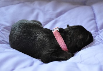 h�ndin rosa halsband 19.04.2011- 18