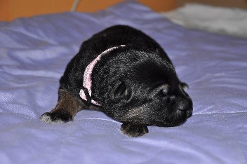h�ndin rosa halsband 27.09.2013 1 woche alt - 13
