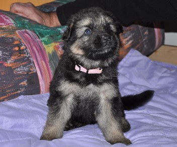 h�ndin rosa vier wochen alt 16.02.2013 - 2
