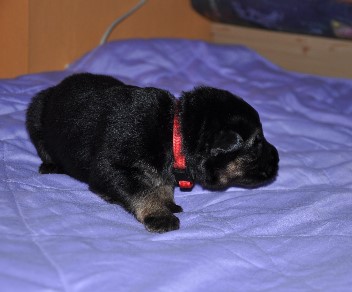 h�ndin rot 2 wochen alt 02.02.2013 - 55