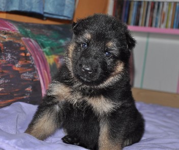 h�ndin rot vier wochen alt 16.02.2013 - 28