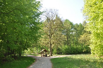 kreuzeiche - 29