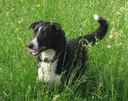 lycos - 1 01.06.2008
