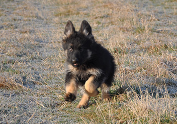 ronja 14.03.2014 - 22