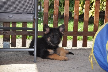 ronja 30.03.2014 - 5