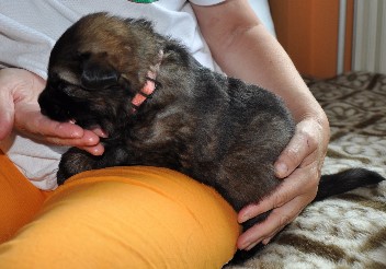 rosa 05.07.2012 - 20