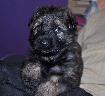 rosa halsband vier wochen alt 14.07.2012  - 22