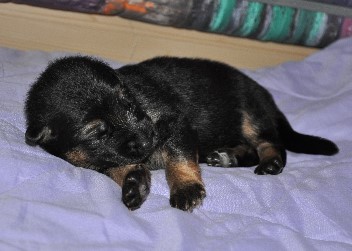 r�de blau 04.10.2011 2 wochen alt - 11