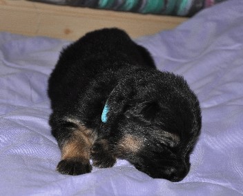 r�de blau 04.10.2011 2 wochen alt - 12