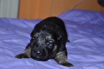 r�de blau 2 wochen alt 02.02.2013 - 2