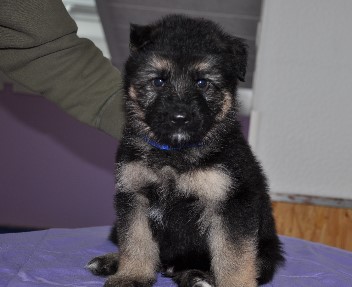 r�de blau 5 wochen alt 23.02.2013 - 1