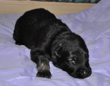r�de braun 04.10.2011 2 wochen alt - 32