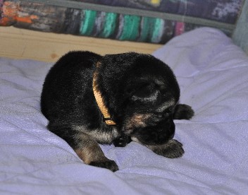 r�de gelb 04.10.2011 2 wochen alt - 26