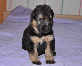 r�de gelb 3 wochen alt 09.02.2013 - 37