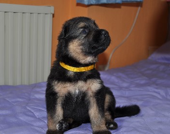r�de gelb 3 wochen alt 09.02.2013 - 48