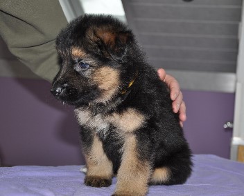 r�de gelb 5 wochen alt 23.02.2013 - 22
