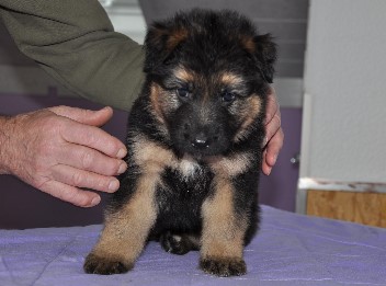 r�de gelb 5 wochen alt 23.02.2013 - 24