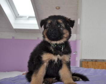 r�de gelb 6 wochen alt 01.03.2013  - 26