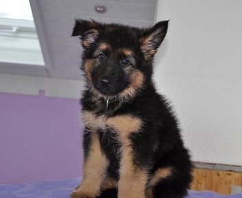 r�de gelb 8 wochen alt 15.03.2013 - 21