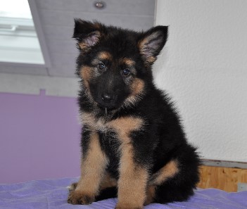 r�de gelb 8 wochen alt 15.03.2013 - 24