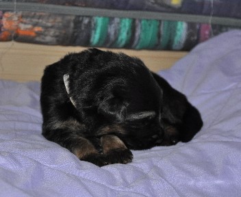 r�de grau 04.10.2011 2 wochen alt - 21