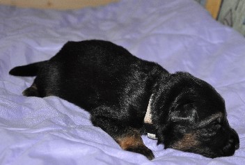 r�de grau 04.10.2011 2 wochen alt - 25