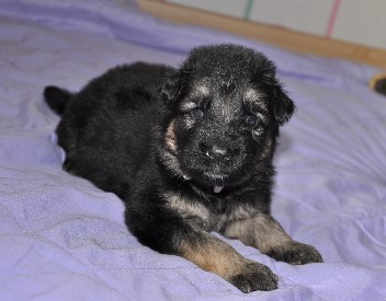 r�de grau 3 wochen alt 09.02.2013 - 25