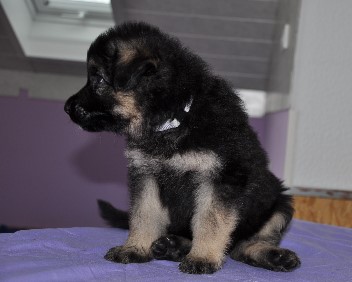 r�de grau 5 wochen alt 23.02.2013 - 10