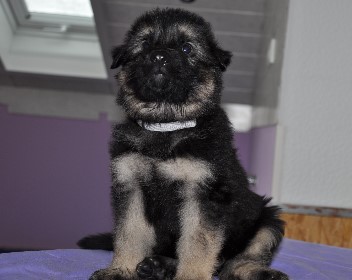 r�de grau 5 wochen alt 23.02.2013 - 11