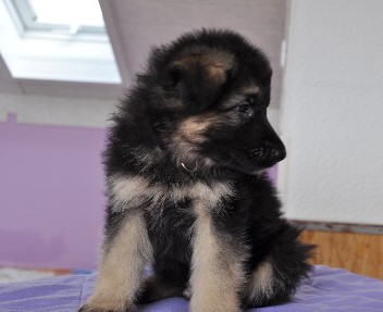 r�de grau 7 wochen alt 08.03.2013 - 11