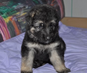 r�de grau vier wochen alt 16.02.2013  - 10
