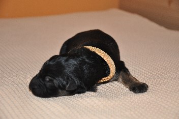r�de halsband gelb 1 tag alt 21.09.2011 - 5