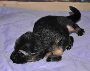 r�de ohne 04.10.2011 2 wochen alt - 1