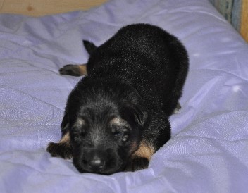 r�de ohne 04.10.2011 2 wochen alt - 8