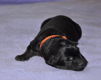 r�de orange 2 tage alt - 1902