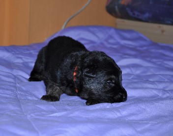 r�de orange 2 wochen alt 02.02.2013 - 40