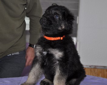 r�de orange 5 wochen alt 23.02.2013 - 25
