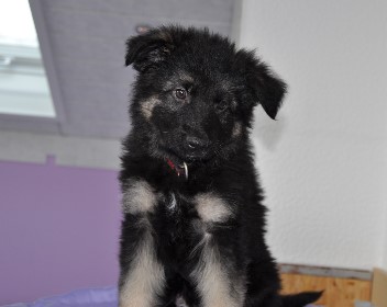 r�de orange 8 wochen alt 15.03.2013 - 29
