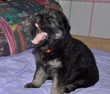 r�de orange vier wochen alt 16.02.2013 - 14