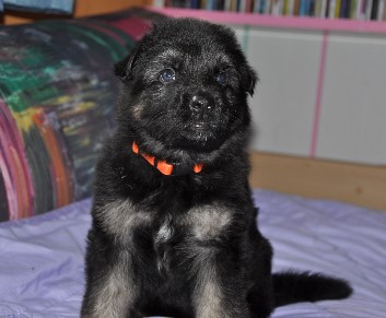 r�de orange vier wochen alt 16.02.2013  - 17