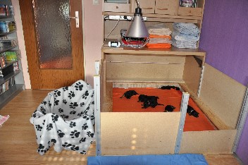 wurfzimmer - 8